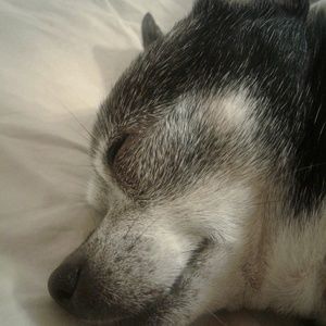 Meet your Posher, Dianne